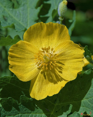 Wood Poppy (DSPF0161)