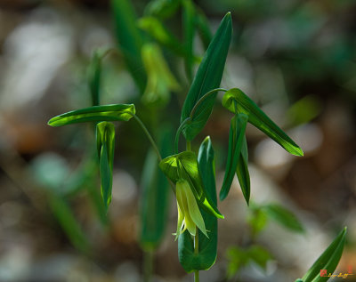 Perfoliate Bellwort (DSPF0141)