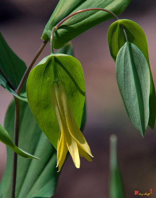 Perfoliate Bellwort Flower (DSPF0216)