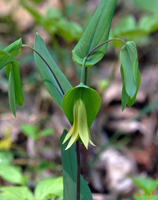 Perfoliate Bellwort Flower (DSPF0217)