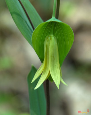 Perfoliate Bellwort Flower (DSPF0218)