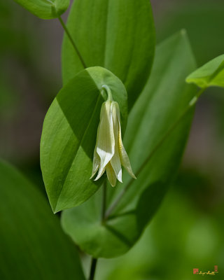 Perfoliate Bellwort (Uvularia perfoliata) (DFL1180)