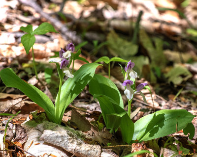 Showy Orchis or Showy Orchid (Galearis spectabilis or Orchis spectabilis) (DFL1184)