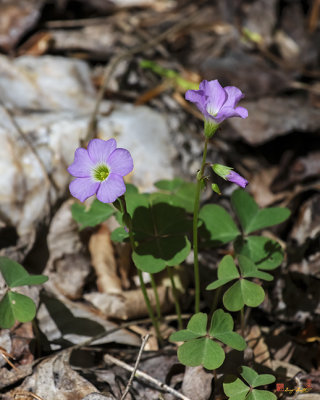 Violet Wood Sorrel (Oxalis violacea) (DFL1187)