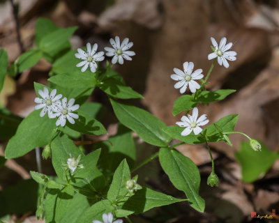 Star Chickweed or Great Chickweed (Stellaria puberia) (DFL1188)