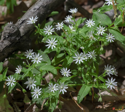 Star Chickweed or Great Chickweed (Stellaria puberia) (DFL1189)