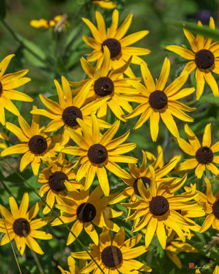 Black-eyed Susans (Rudbeckia hirta) (DFL1202)