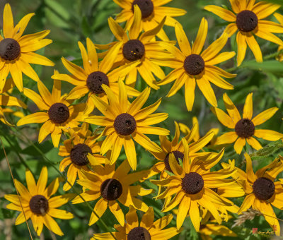 Black-eyed Susans (Rudbeckia hirta) (DFL1203)