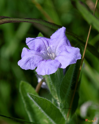 Wild Petunia (Ruellia humilis) (DFL1200)