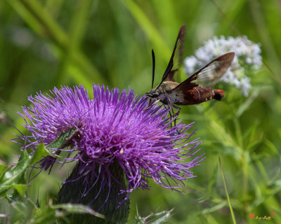 Hummingbird Moth or Clearwing Moth (Hemaris thysbe) (DIN0342)