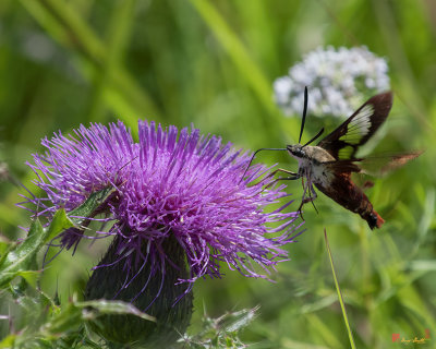 Hummingbird Moth or Clearwing Moth (Hemaris thysbe) (DIN0343)