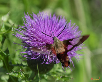 Hummingbird Moth or Clearwing Moth (Hemaris thysbe) (DIN0344)
