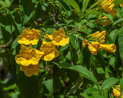 Yellow Trumpetbush or Yellow Elder (Tecoma stans) (DTHN0380)