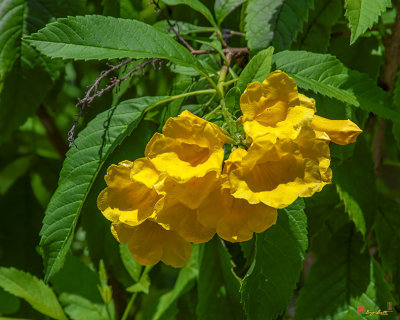 Yellow Trumpetbush or Yellow Elder (Tecoma stans) (DTHN0382)