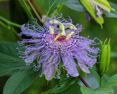 Maypop or Purple Passionflower