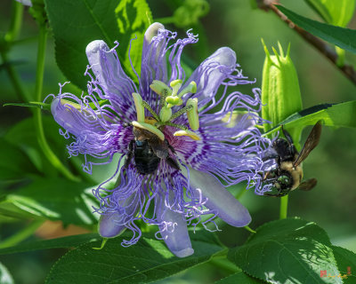 Maypop or Purple Passionflower with Bumblebees (Passiflora incarnata) (DFL1212)