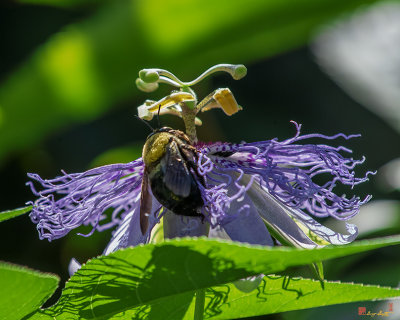 Maypop or Purple Passionflower with Bumblebee (Passiflora incarnata) (DFL1214)