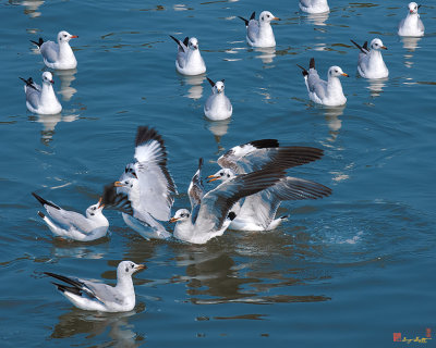 Brown-headed Gulls Squabbling (Chroicocephalus brunnicephalus) (DTHN0388)