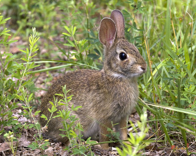 Eastern Cottontail Rabbit (DMAM0005)