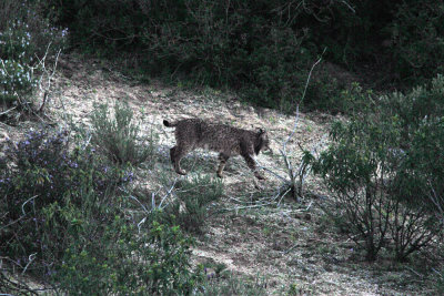 Iberian Lynx Sierra Andujar Spain