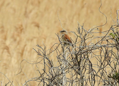 Törnskata Redbacked Shrike Lanius collurio maillike femail Sweden may 2019