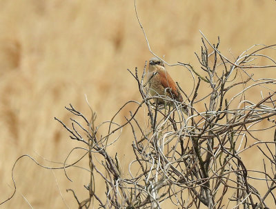 Törnskata Redbacked Shrike Lanius collurio maillike femail Sweden may 2019