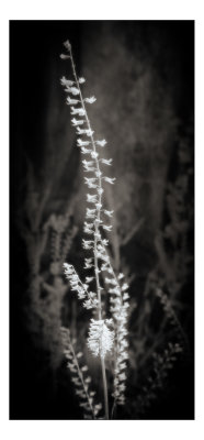 Dried Weeds - Infrared