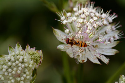 Hoverflies. Syrphidae