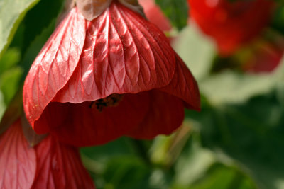 Garden flowers