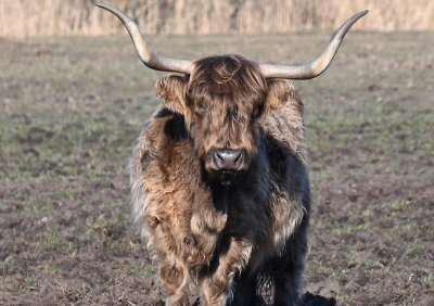 Highland cattle.