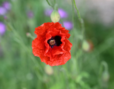 Wild and garden flowers