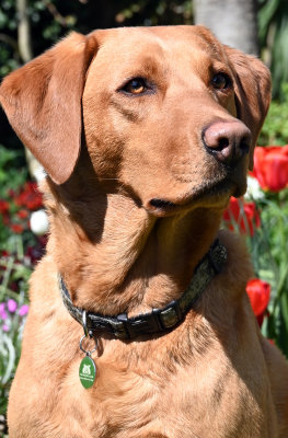 Our Red Labrador Sky