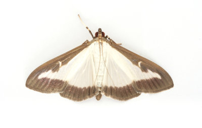 Micro Moths