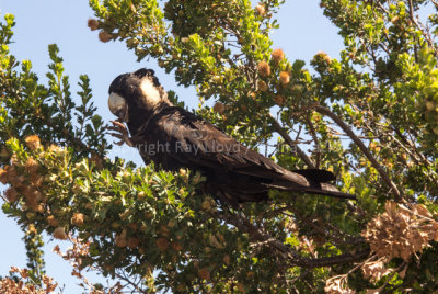 Carnaby's Black Cockatoo