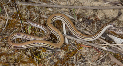 Aprasia striolata