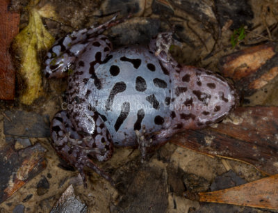 Geocrinia sparsiflora