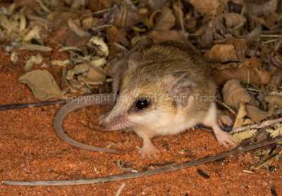 Lesser Hairy-footed Dunnart