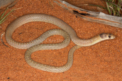 Pygopus nigriceps