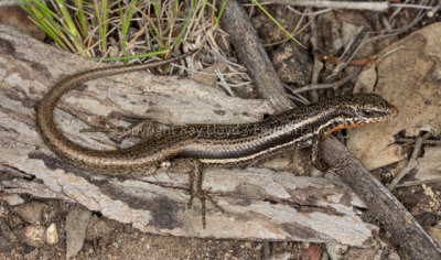 Morethia boulengeri