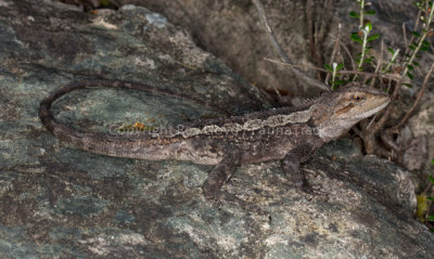 Amphibolurus muricatus