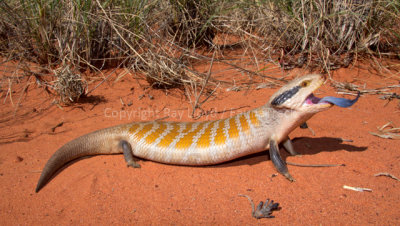 Tiliqua multifasciata