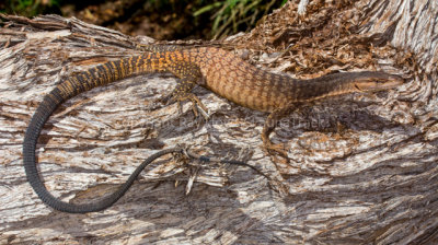 Varanus tristis