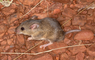 Western Pebble-mound Mouse