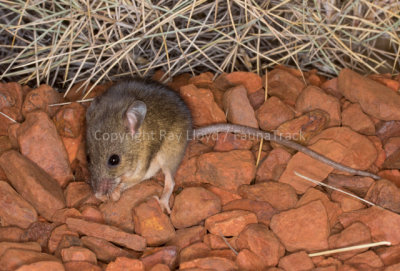 Western Pebble-mound Mouse