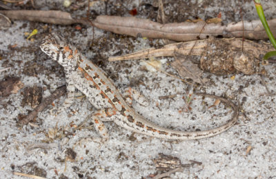 Ctenophorus adelaidensis