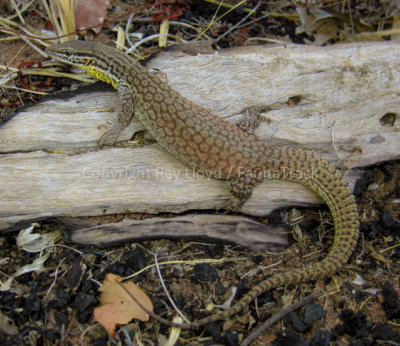 Varanus citrinus