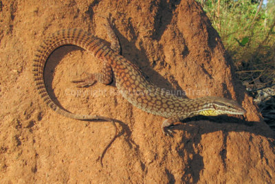 Varanus citrinus