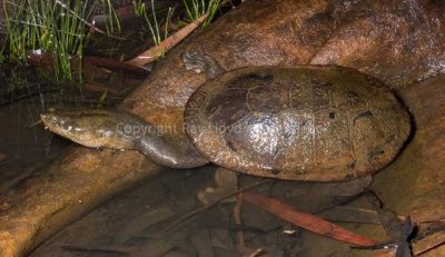 Turtles of Australia (Freshwater)