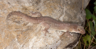 Lizards of Australia (Gekkonidae)