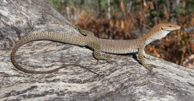 Lizards of Australia (Varanidae)